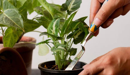 The Importance of Tilling Soil for Your Houseplants
