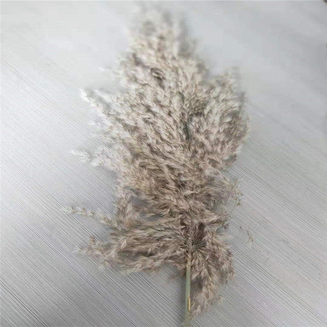 Dried Pampas Grass Decor Fluffy Tall Wedding Flowers