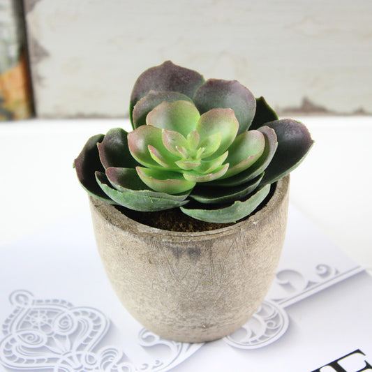 Plastic meat landscape succulents