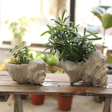 Ceramic decorative gardening of conch flower pot