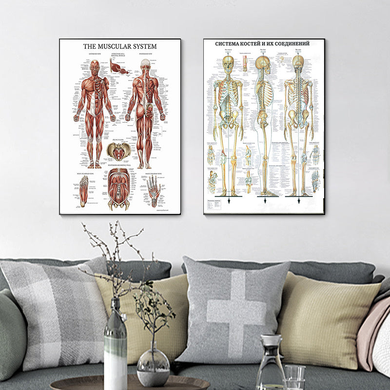 Modern Human Anatomy Musculoskeletal Medical Education Canvas Painting