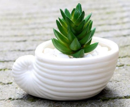 6 Pieces set Mini Shell Shaped Ceramic Planters