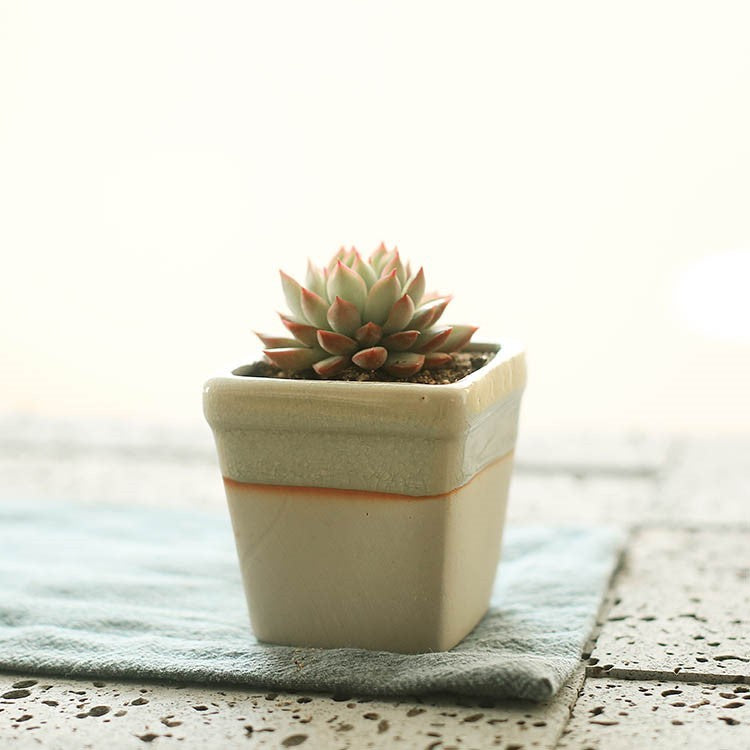 Succulent flowerpot furniture indoor potted plants