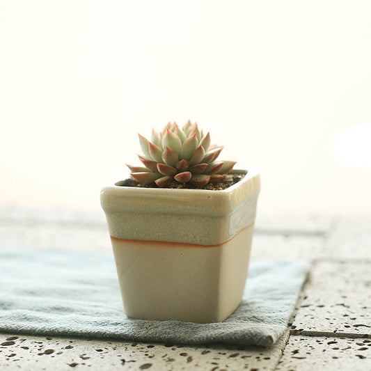 Succulent flowerpot furniture indoor potted plants