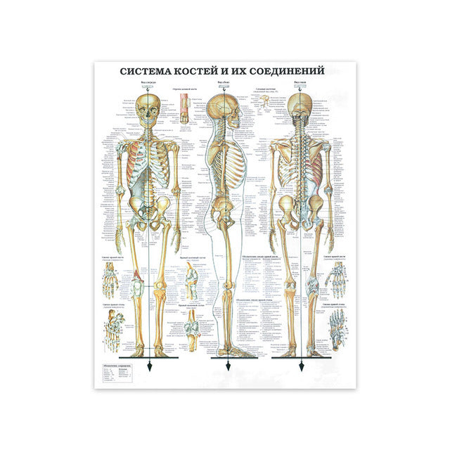 Modern Human Anatomy Musculoskeletal Medical Education Canvas Painting