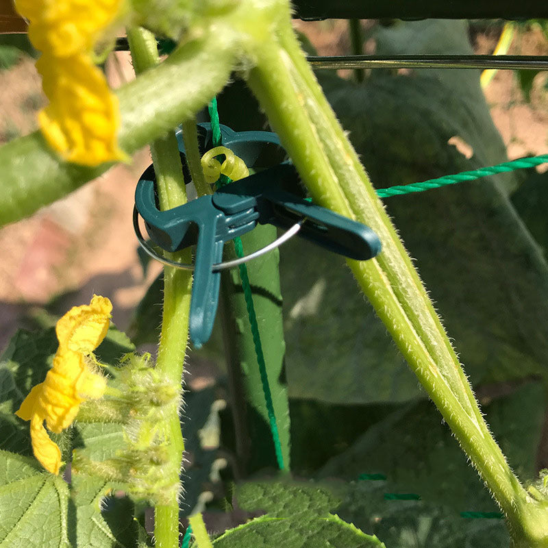 Gardening vegetable fixing clip