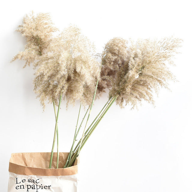 Dried Pampas Grass Decor Fluffy Tall Wedding Flowers