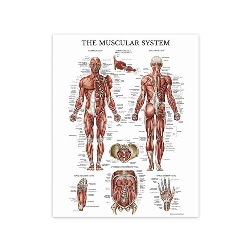 Modern Human Anatomy Musculoskeletal Medical Education Canvas Painting