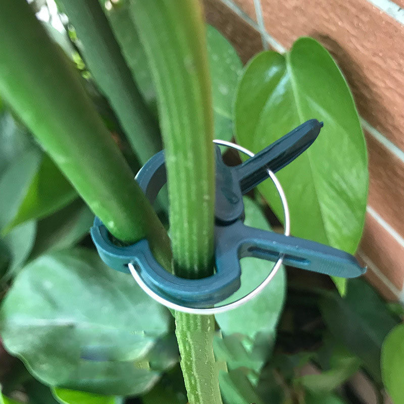 Gardening vegetable fixing clip