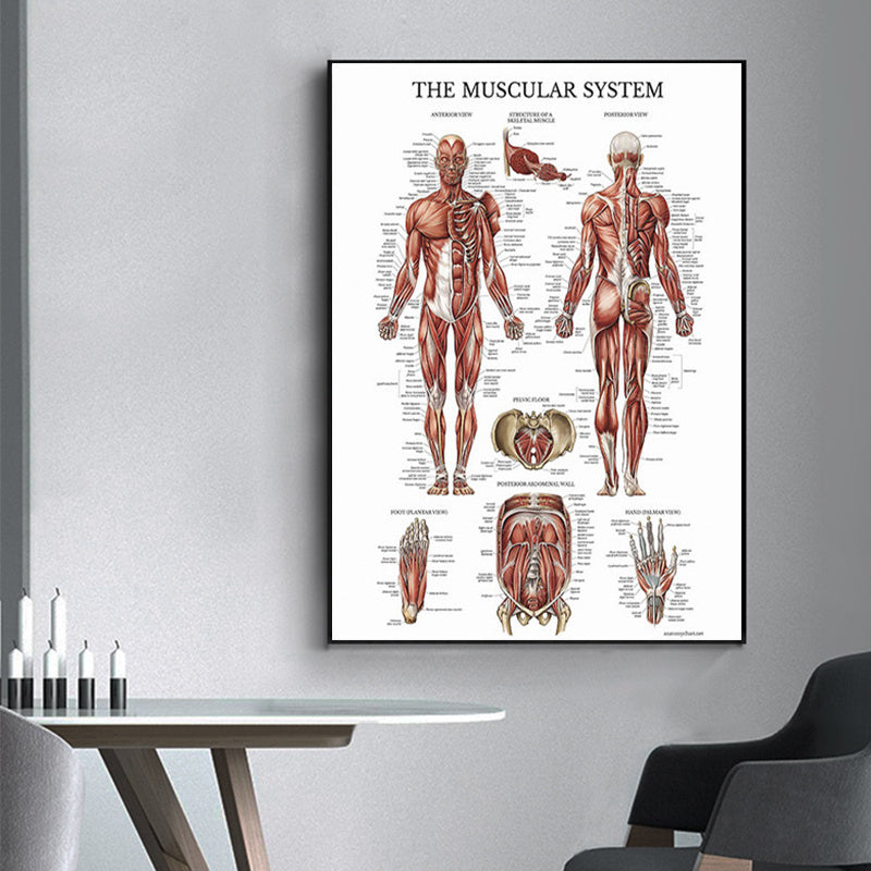 Modern Human Anatomy Musculoskeletal Medical Education Canvas Painting