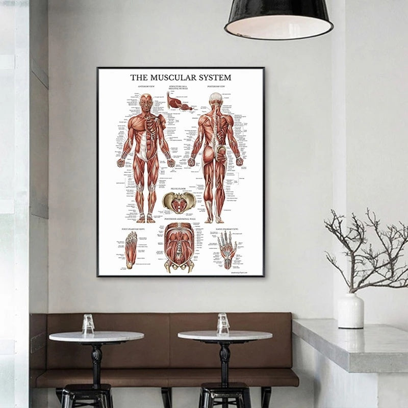 Modern Human Anatomy Musculoskeletal Medical Education Canvas Painting