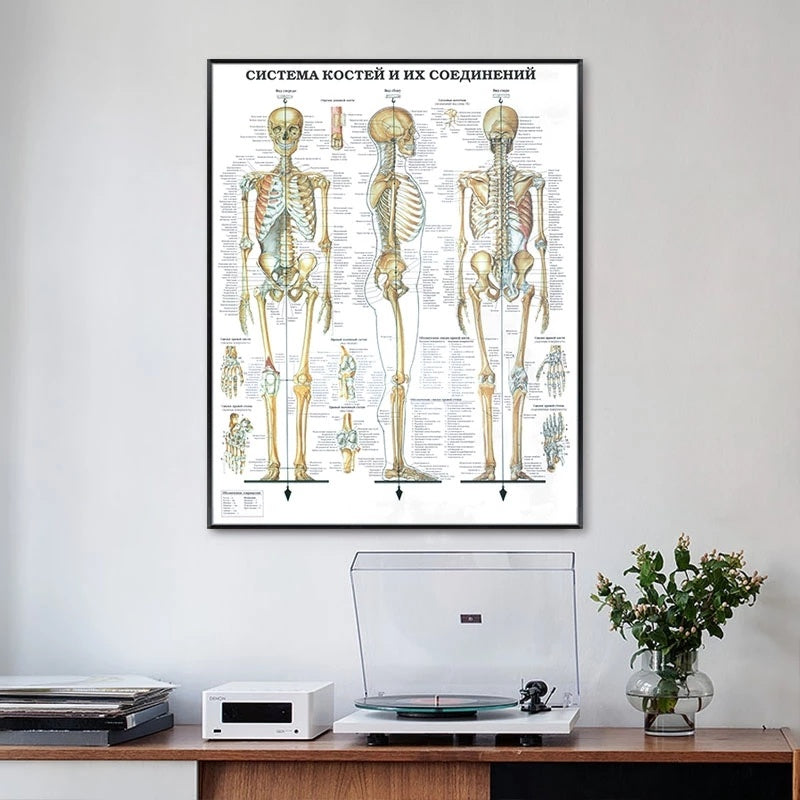 Modern Human Anatomy Musculoskeletal Medical Education Canvas Painting