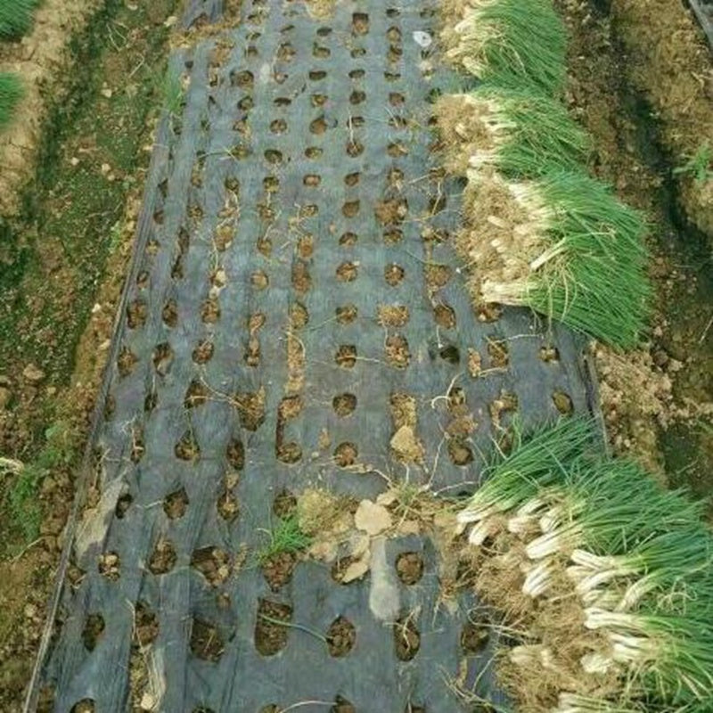 Agricultural Film Perforated Mulching Film For Agricultural Weeding