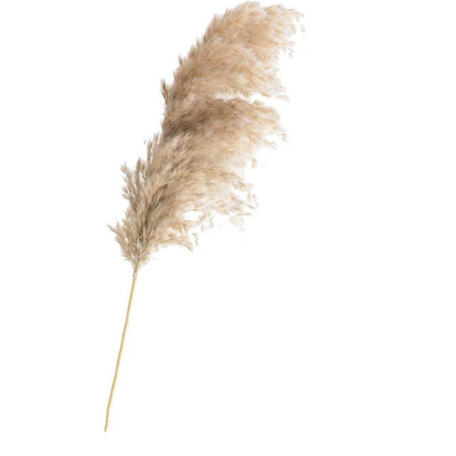 Dried Pampas Grass Decor Fluffy Tall Wedding Flowers