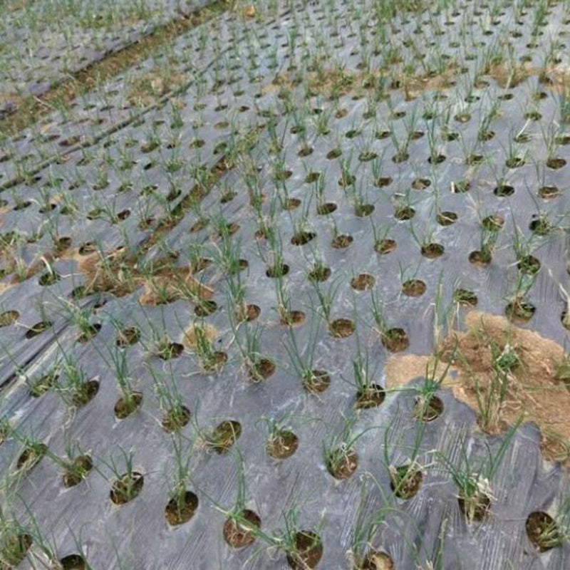 Agricultural Film Perforated Mulching Film For Agricultural Weeding