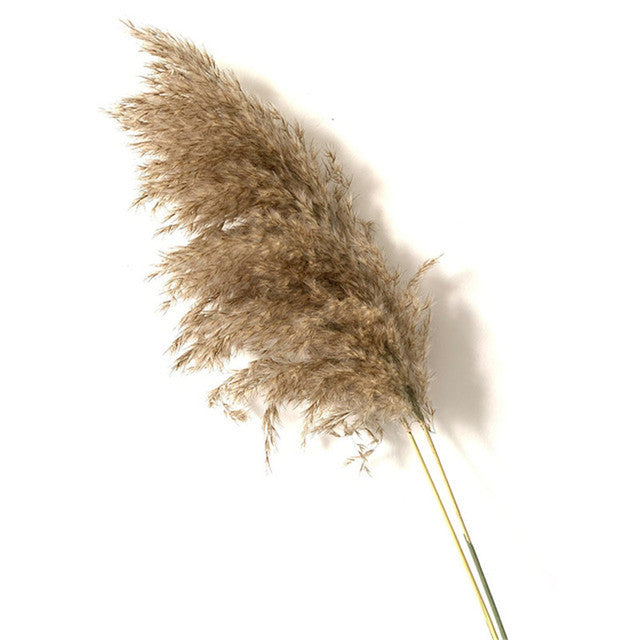 Dried Pampas Grass Decor Fluffy Tall Wedding Flowers