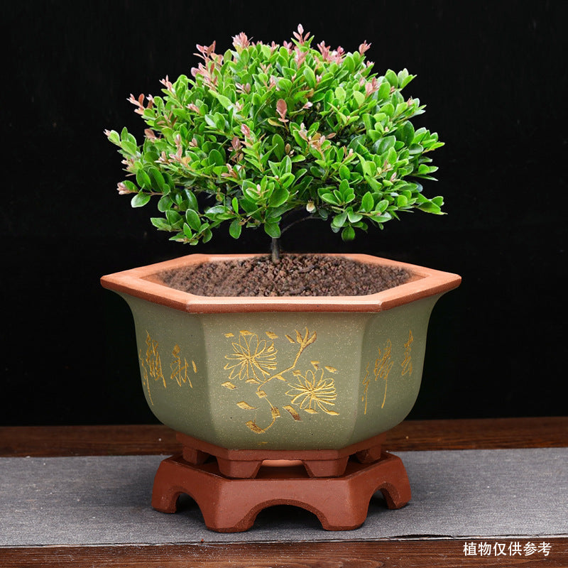 Flowerpot With Base Gardening Desktop Green Plant Succulent Landscape Basin